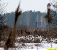 Олень - фото в зоне отчуждения Олень - фото в зоне отчуждения