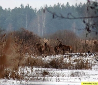 Олень - фото в зоне отчуждения Олень - фото в зоне отчуждения