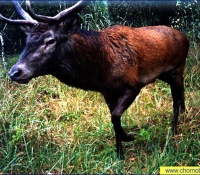 Олень - фото на фотокапкан Олень - фото на фотокапкан