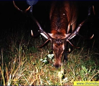 Олень - фото автоматической фотокамерой Олень - фото автоматической фотокамерой