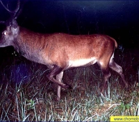 Олень - фото скрытой камерой Олень - фото скрытой камерой