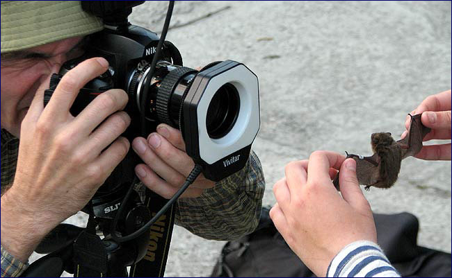 Летучая мышь