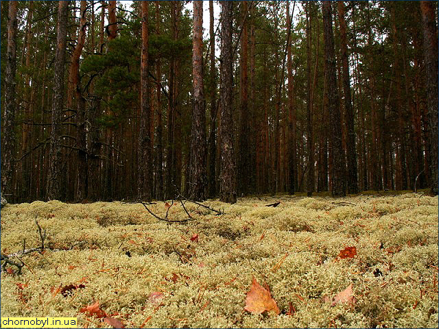 Природа заповедника Природа заповедника