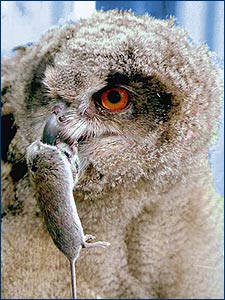 Фото филин Фото филин