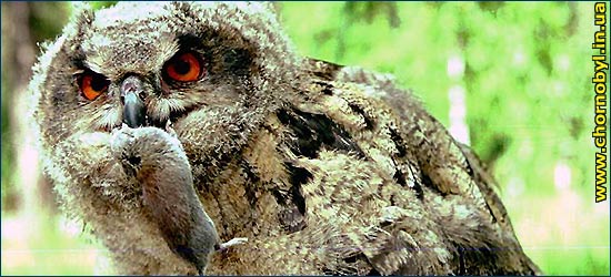 Филин Филин