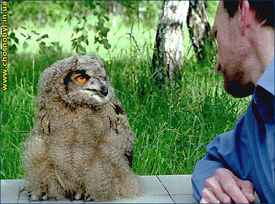 Филин фото Филин фото