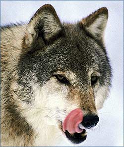 Волк фото Волк фото