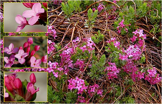 Волчеягодник боровик Daphne cneorum Волчеягодник боровик Daphne cneorum