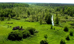 фото рослини Чорнобиль фото рослини чорнобиль