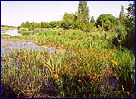 Bog chernobyl zone