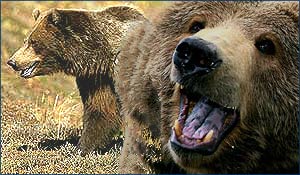 Медведь ПГРЭЗ Медведь ПГРЭЗ