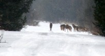 Волки в чернобыльской зоне отчуждения Волк в чернобыле - фото и видео