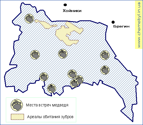 Медведь - ареалы обитания в заповеднике Беларуси Медведь - ареалы обитания в заповеднике Беларуси