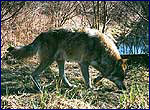 Вовк Вовк - canis lupus