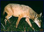 Вовк - хижак Фотографії Canis lupus