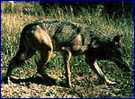 Вовк та фауна зони відчуження Фото вовків Canis lupus