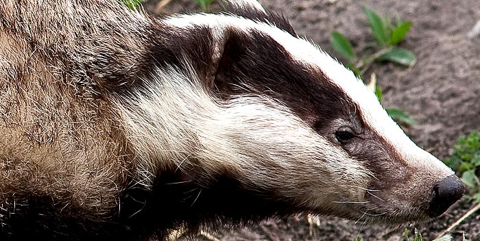 Фото - Европейский барсук Фото - Европейский барсук