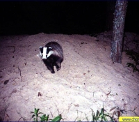 Барсук Барсук