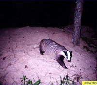 Барсук Барсук