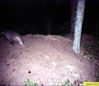 Барсук Барсук