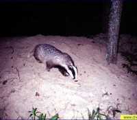 Барсук Барсук