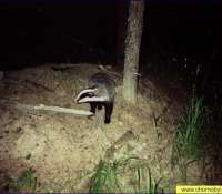 Барсук Барсук