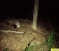 Барсук Барсук