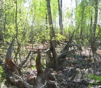 Рыжий лес Рыжий лес