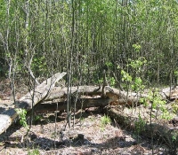 Рыжий лес Рыжий лес