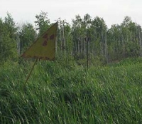 Рыжий лес Рыжий лес