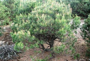 Мутація сосни Рудий ліс Мутація сосни Рудий ліс