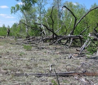 Рыжий лес Рыжий лес