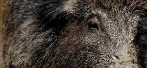 Дикий кабан Дикий кабан - фото