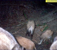 Поросята Поросята