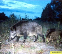 Кабан Кабан