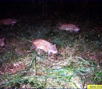 Поросята Поросята