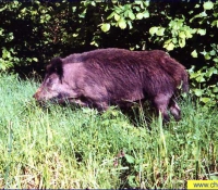 Кабан Кабан