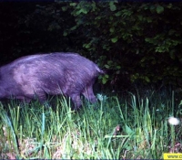 Кабан Кабан