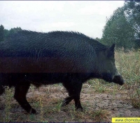 Кабан Кабан