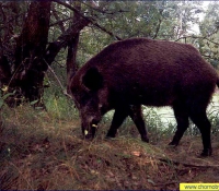 Кабан Кабан