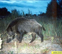 Кабан фото Кабан фото
