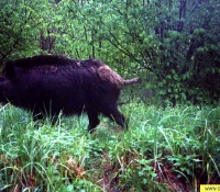 Кабан Кабан