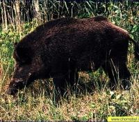 Кабан Кабан