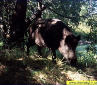 Кабан Кабан