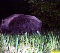 Дикий кабан Дикий кабан