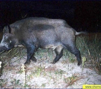 Кабан Кабан