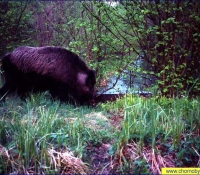 Кабан Кабан