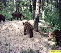 Поросята дикой свиньи Поросята дикой свиньи