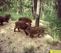 Дикие поросята Дикие поросята