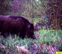 Кабан в зоне отчуждения Кабан в зоне отчуждения